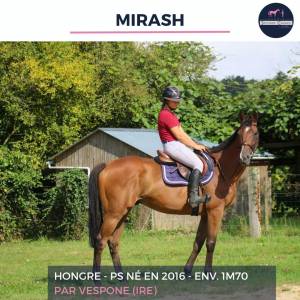 Magnifique hongre ps bai - mirash - 8 ans 