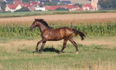 Taloubet x cornet obolensky