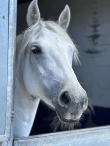 Poney connemara 7ans sport