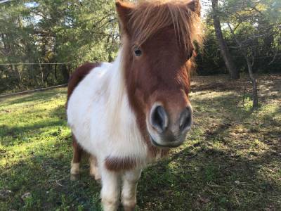 Ponette shetland oc 11 ans 