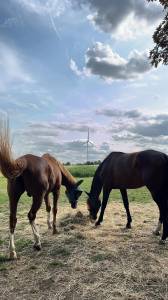 Pension chevaux - ce de l’abbaye des quinze (62156 dury)