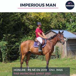 Magnifique hongre ps bai - imperious man - 5 ans 