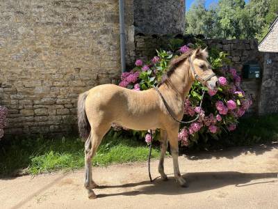 Puledra welsh part bred in vendita 2024 isabella ,  gwrthafarn black admiral