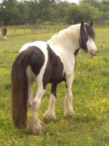 Irish cob hongre, 5 ans