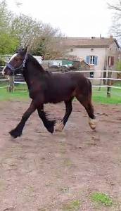 Irish cob