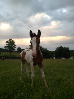 Pouliche origines welsh 