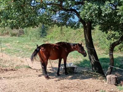 Vendita cavallo