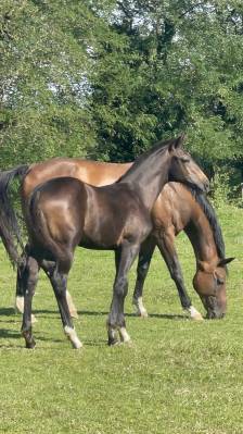 Très beau poulain  sf origines dressage