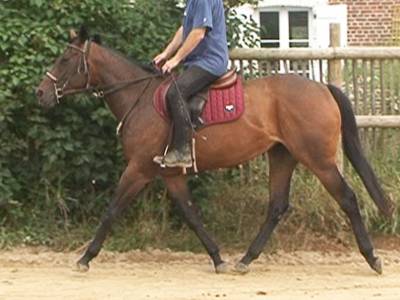 Très belle jument pur-sang. 1m58. 3ans. 3100e