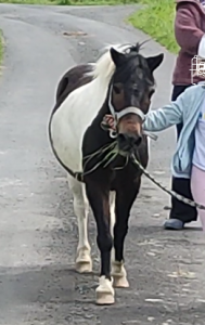 Poney de famille