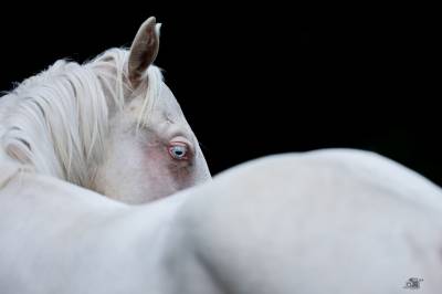 Cavallo cremello con occhi azzurri 