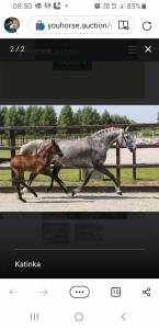 Mare holsteiner for sale 2011 grey