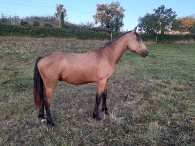 Poney connemara isabelle de 1 an