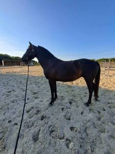 Ponette pfs de 3 ans à louer