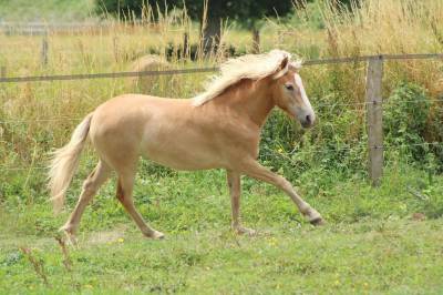 Pouliche haflinger 