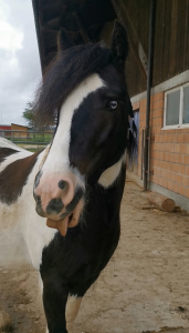 Irish cob 