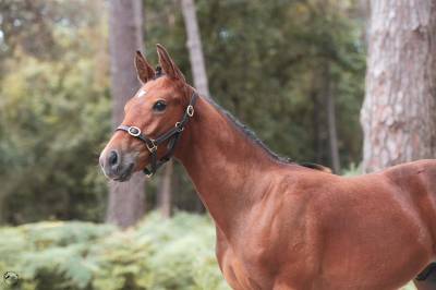 Foal pfs par jungle boogie alias