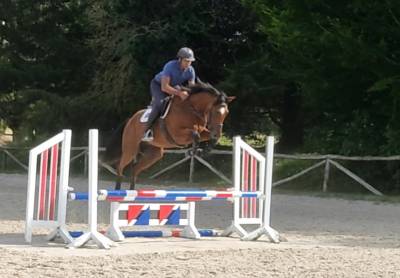 Hongre sf - 4 ans - conquistador gfe x elf d'or -1,66m