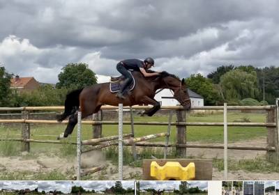 Mare kwpn dutch warmblood for sale 2017 dark bay