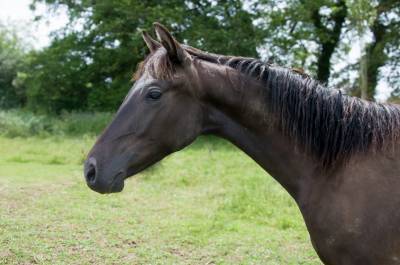 Poulain 1 an hc ou petit cheval 