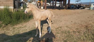 Poulain palomino d'1 mois - oc - 5 000€ ttc