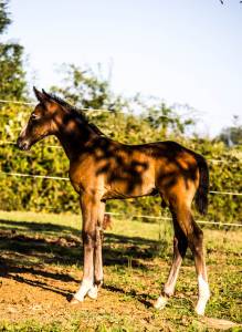 Foal sf crusador quick star starter