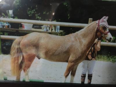 Poney taille b