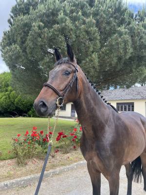 Caballo castrado Silla Francés En venta 2021 Bayo moreno por Conthargos