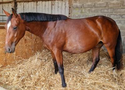 Jument 4 ans sf par conte bellini pleine de qlassic bm