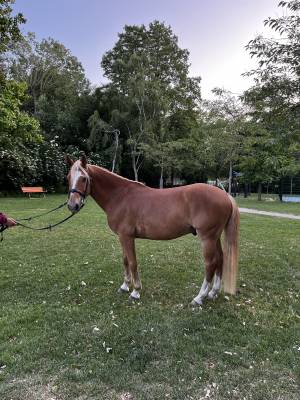 Poney d à prendre en dp