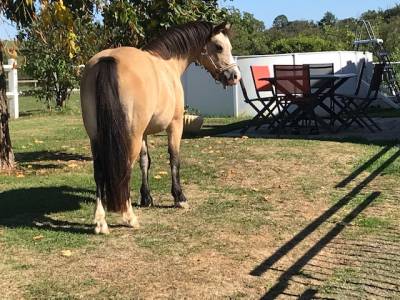 Yegua welsh poni (sección a) en venta 2010 isabelo por spirit red wood