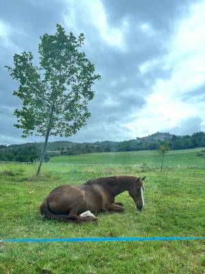 Pension chevaux - équi elizabeth 04200 sisteron 