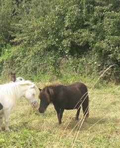 Poulain mâle type shetland