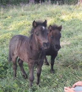 Réservation poulain type shetland blue roan