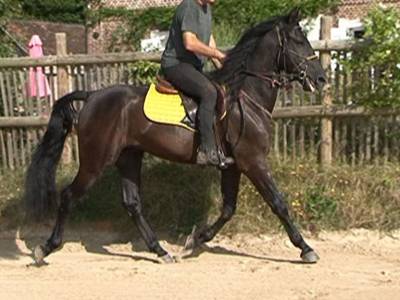 Magnifique hongre pre (pp) noir. 1m54. 4ans. 6000e