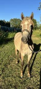 à vendre pp camargue 1an