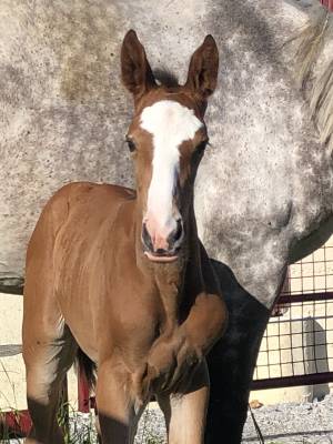 Top foal allroad z (frère dominator z) x balou du rouet