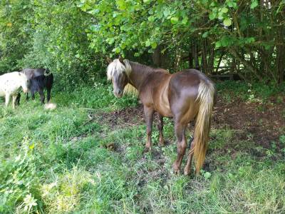 Vends poulain rocky mountain 3 ans entier silver