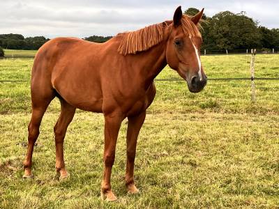 Jument  de 4 ans par mylord carthago à vendre