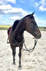 Cheval à vendre jeune ps de 4 ans