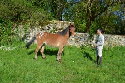 Poney 4ans très gentil