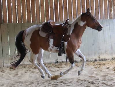 Time - hongre paint horse bay de 4 ans débourré