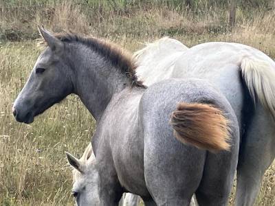 Foal connemara 