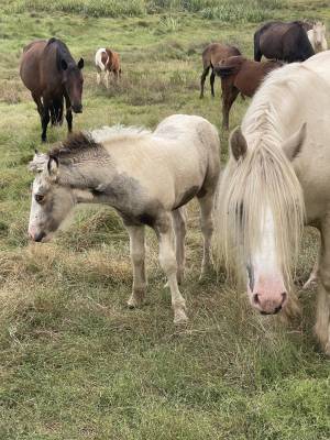 Gypsy cob avec poulain 