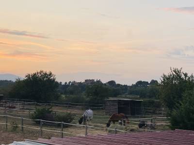 Pension pre avec bris ou box paddock 