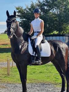 Hongre pre 7 ans 1m70 - top dressage