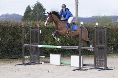 à vendre cheval de 7 ans