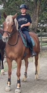 Gelding French Saddle Pony For sale 2016 Silver dapple