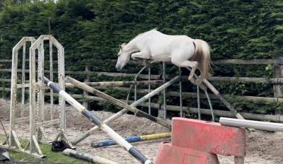 Ponette pfs 3 ans