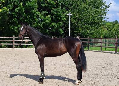 Mare BWP Belgian Warmblood For sale 2022 Bay